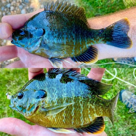 Hybrid Sunfish - U.S.A. - North & East Regions - OzarkAnglers.Com Forum