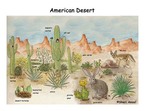 Mojave Desert Poster