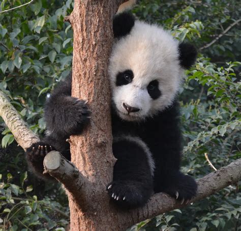 7 month old Giant Panda cubs at play | Smithsonian Photo Contest ...