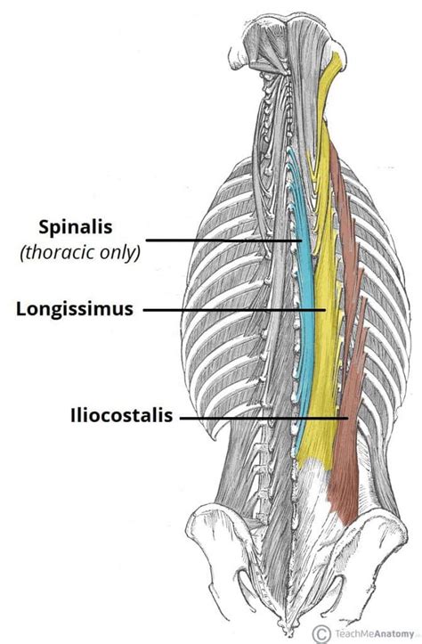 Spinalis - Attachments - Actions - TeachMeAnatomy