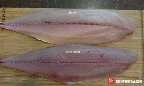 Why Bleeding Fish is So Important - Sushi Everyday