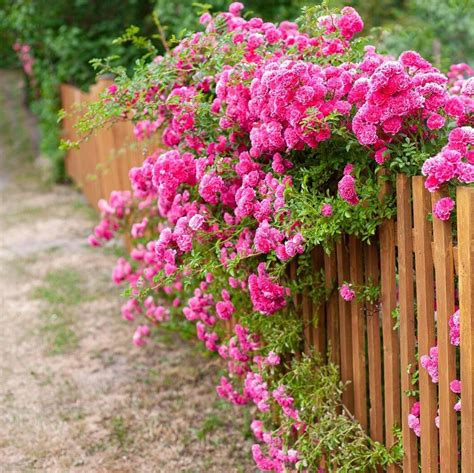 Bushey Rose Garden - An English Roses Garden - SONG OF ROSES