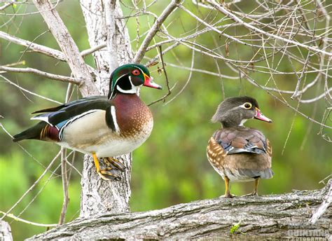 Wood Duck, Aix sponsa, Drake and hen up a tree at Santee l… | Flickr