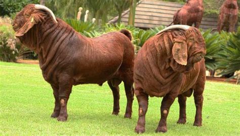 10 Best Goat Breeds for Meat Production | Boer goats, Raising farm animals, Dairy goats