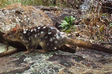 Northern Quoll Fire Management Guidelines - Reef Catchments