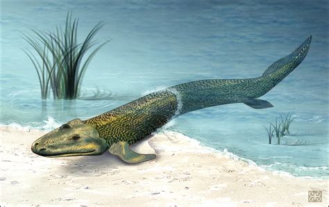 Tiktaalik | Fossil Wiki | FANDOM powered by Wikia