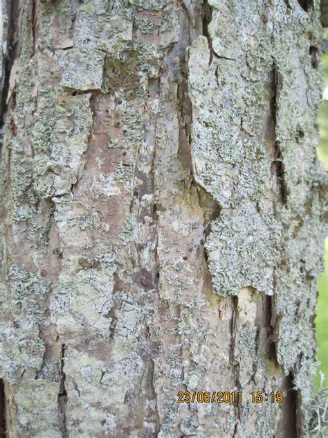 Bark of Quercus bicolor "Swamp White Oak" tree | Bark of Que… | Flickr