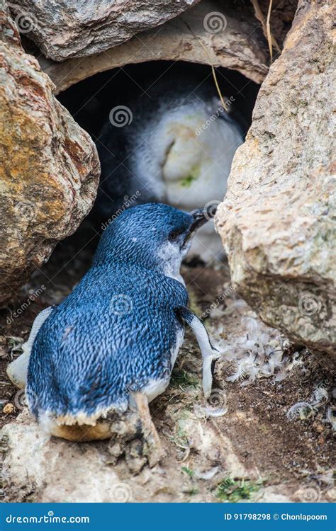 Baby blue penguin stock photo. Image of outdoors, chilly - 91798298