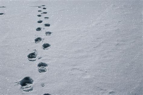 Footprints in snow - Stock Image - E127/0546 - Science Photo Library