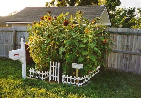 Children's Garden Shade Ideas | Sunflower house, Sunflower garden ...