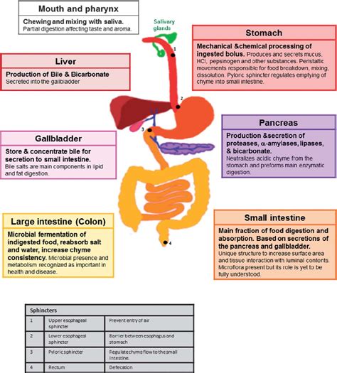 A summary of the structure of the human gastrointestinal system, its...