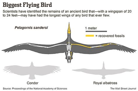 Largest Bird Wingspan