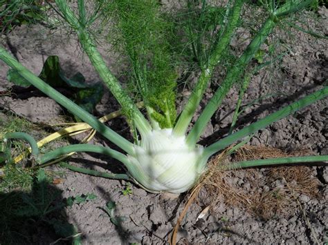 Fennel - characteristics, cultivation, care and use - live-native.com