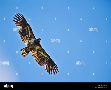 Juvenile Golden Eagle Flying