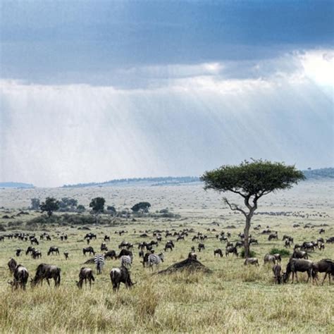 African Grassland Plants