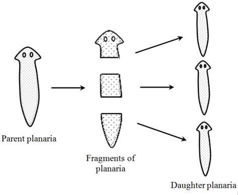 What is a fragment?