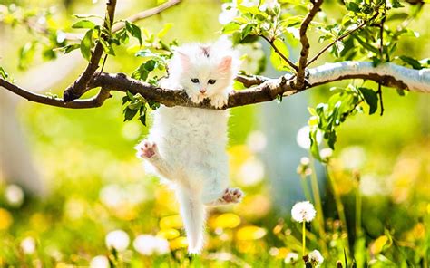 spring animal pictures - Yahoo Image Search Results | Spring animals ...