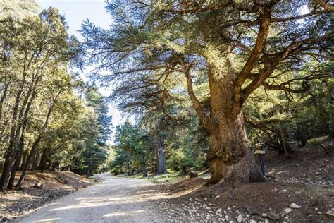 Old Cedar Trees in Cedre Gouraud Forest, Azrou, Morocco, Africa Stock ...