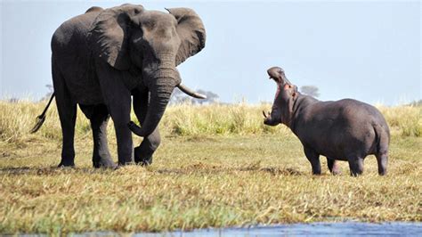 Hippo vs. elephant: Animal giants face off | Fox News