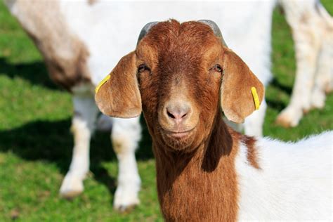 Goat Ear Tags - Boer Goat Profits Guide