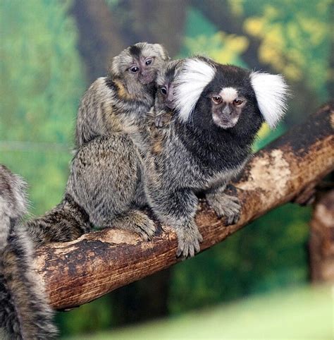 Common Marmoset Monkey: Northeastern coast of Brazil is where you will find the #Common # ...