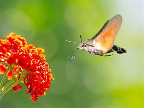 Hummingbird hawk-moth: habitat and characteristics