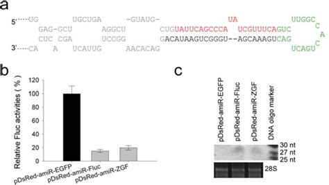 IJMS | Free Full-Text | Construction of an Artificial MicroRNA Expression Vector for ...