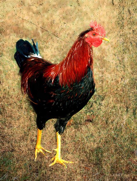 Rooster Red Art Textured Photograph by Lesa Fine - Fine Art America