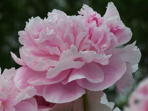 Pink Carnation Free Photo Download | FreeImages