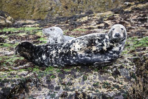 Seal pups, Farne Islands | Seals on the Farne Islands, North… | Flickr