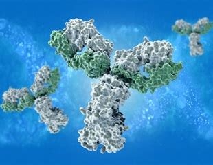 Difference Between a Paratope and an Epitope