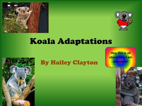 PPT - Koala Adaptations PowerPoint Presentation, free download - ID:2165249