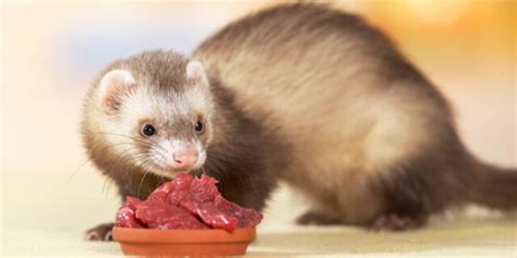 Ferrets can definitely eat raw beef. Raw beef serves all the nutritional requirements of the ...