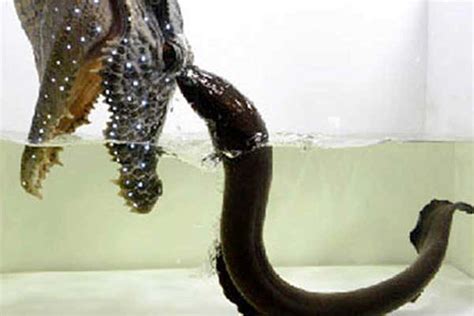 Electric eels seen leaping out of water to attack land predators | New Scientist