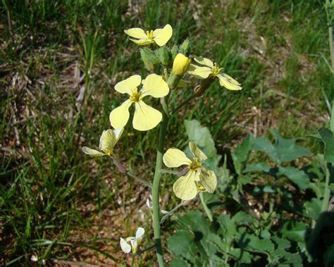 Wild Radish (Raphanus raphanistrum) - Tualatin Soil and Water ...