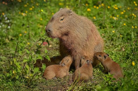 [100+] Capybara Wallpapers | Wallpapers.com