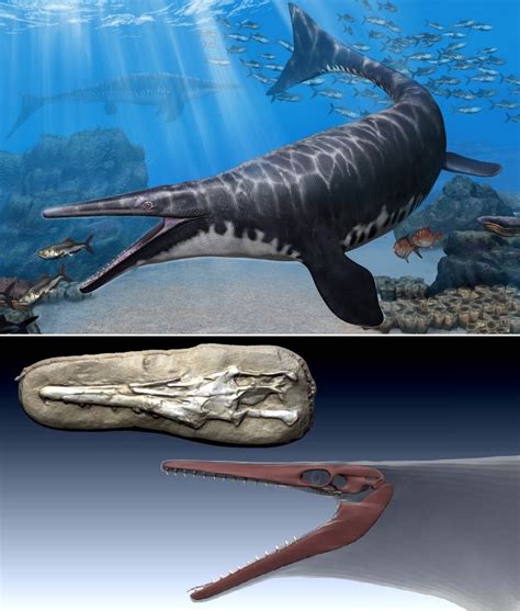 Species New to Science: [Paleontology • 2020] Gavialimimus almaghribensis • A New Species of ...