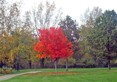 Autumn Tree In Park Free Stock Photo - Public Domain Pictures