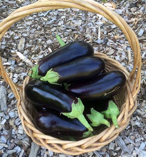 Eggplant, Frost Protection, Drying White Hydrangeas | Plantrama.com