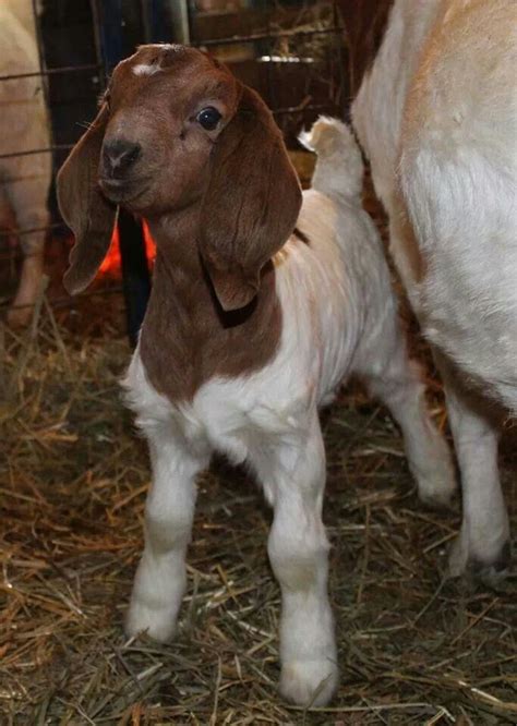 Baby boer goat kid | Boer goats, Cute goats, Animals beautiful