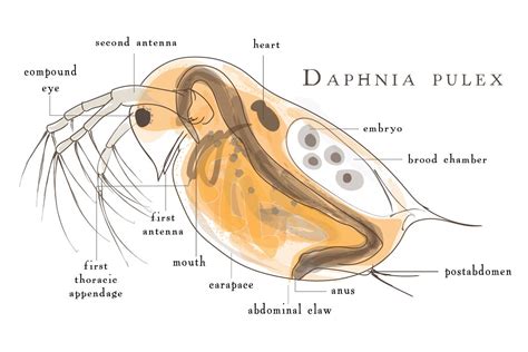 News Bureau | Fleas, Limnology, Scientist