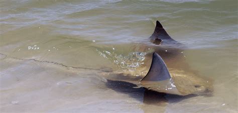 Cownose Stingray – "OCEAN TREASURES" Memorial Library