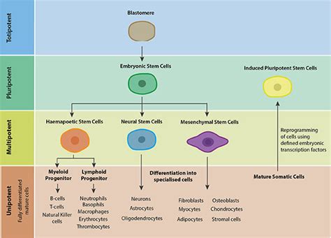 Stem Cells - Biological Research Model Series- Oxford Instruments