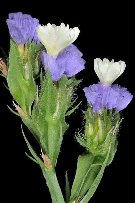 Limonium sinuatum (L.) Mill. | Plants of the World Online | Kew Science