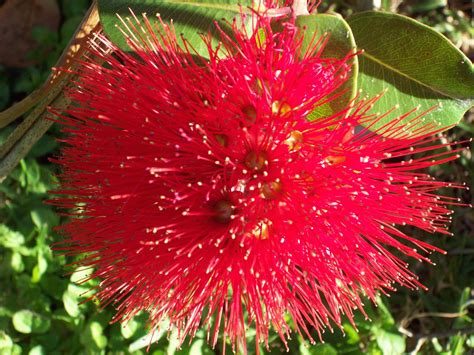 Red Pohutukawa Flower NZ Free Stock Photo - Public Domain Pictures