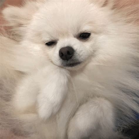 Pomeranian Cute GIF - Pomeranian Cute Pao Pao - Discover & Share GIFs