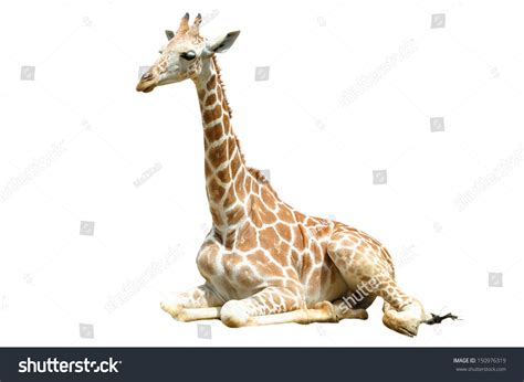 A Giraffe'S Habitat Is Usually Found In African Savannas, Grasslands Or Open Woodlands Stock ...