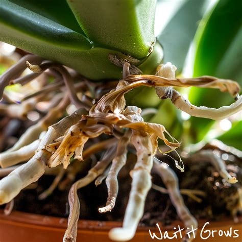 Trimming Orchid Roots: Why, When, and How | Complete Guide