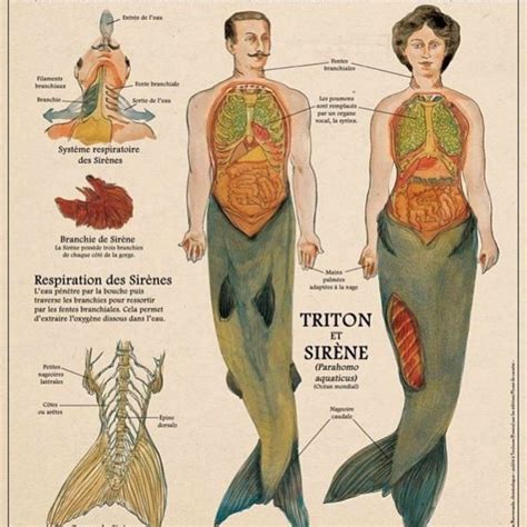 Mermaid Anatomy lesson | Mermaid art, Mermaid print, Mermaid