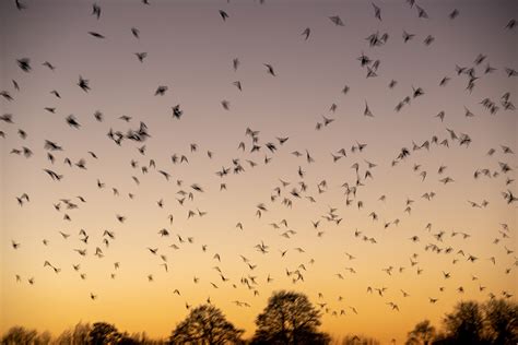 How to photograph starling murmurations - Amateur Photographer